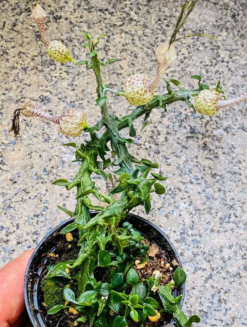 Ceropegia Simoneae f. green 5 Pieces Seeds