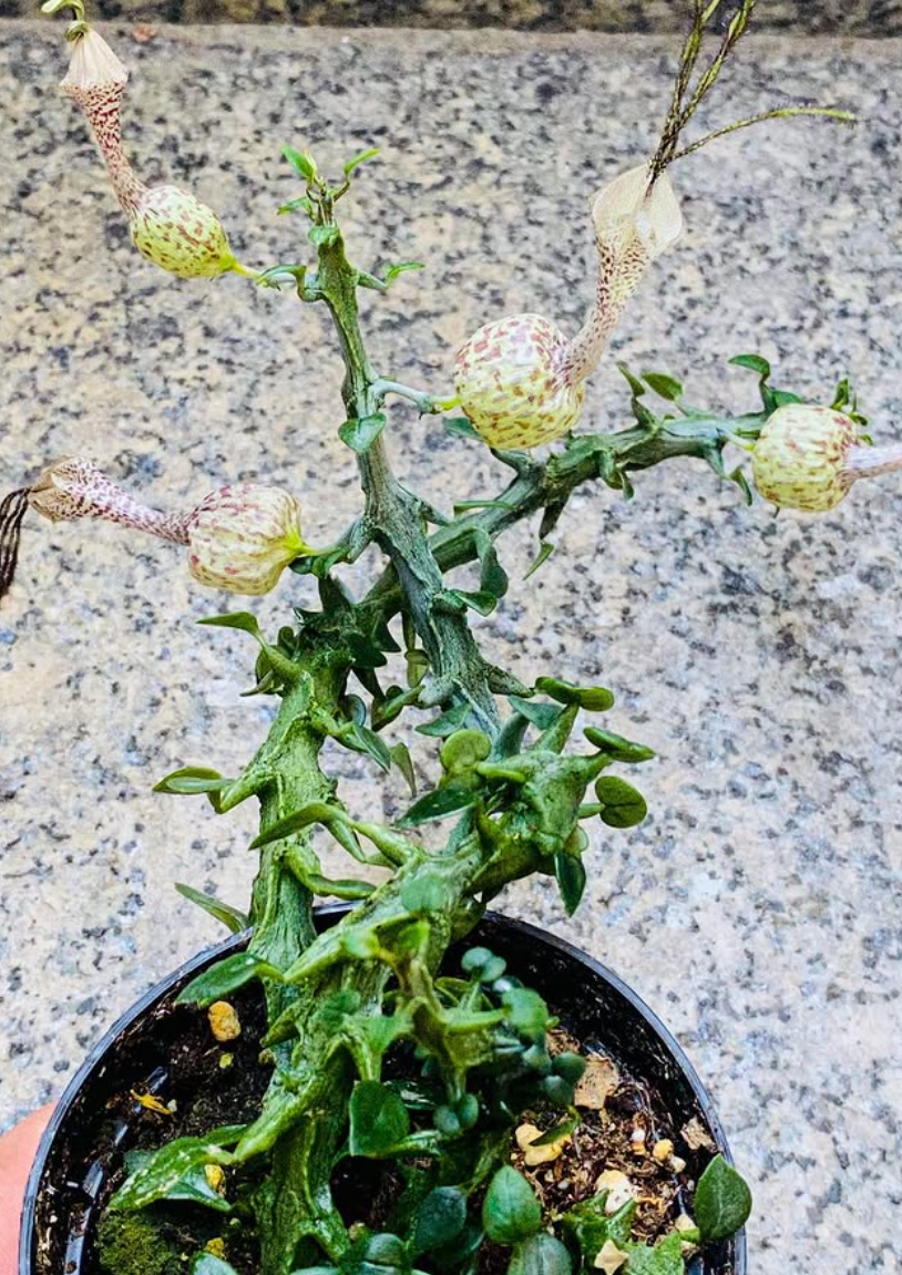 Ceropegia Simoneae f. green 5 Pieces Seeds