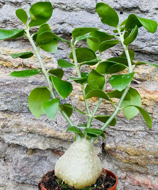 Hydnophytum papuanum 5 Pieces Seeds