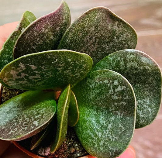 Adromischus Trigynus 10 Pieces Seeds