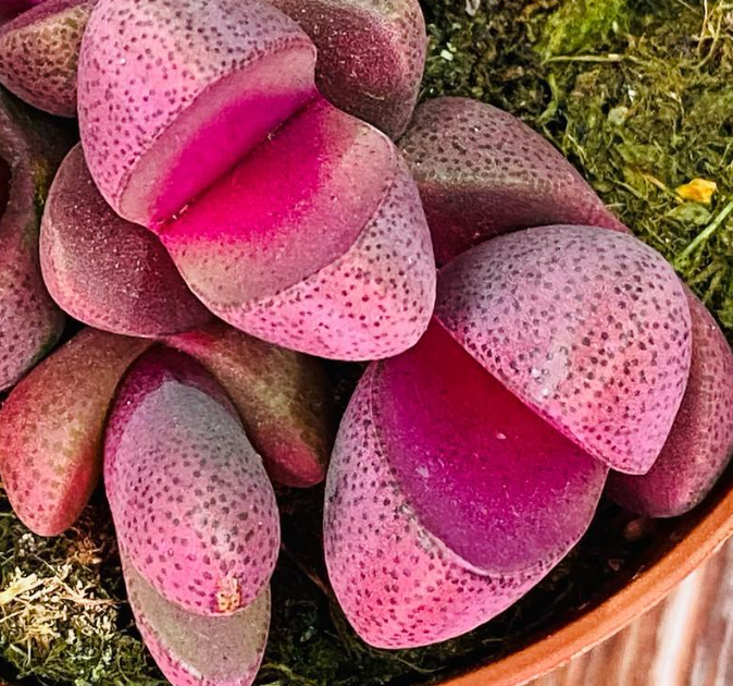 Pleiospilos nelii 'Rubra' 10 Pieces Seeds