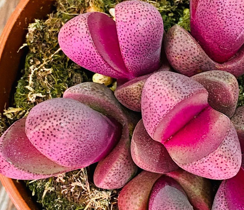 Pleiospilos nelii 'Rubra' 10 Pieces Seeds