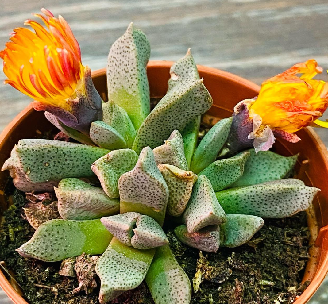 Aloinopsis orpenii 10 Pieces Seeds