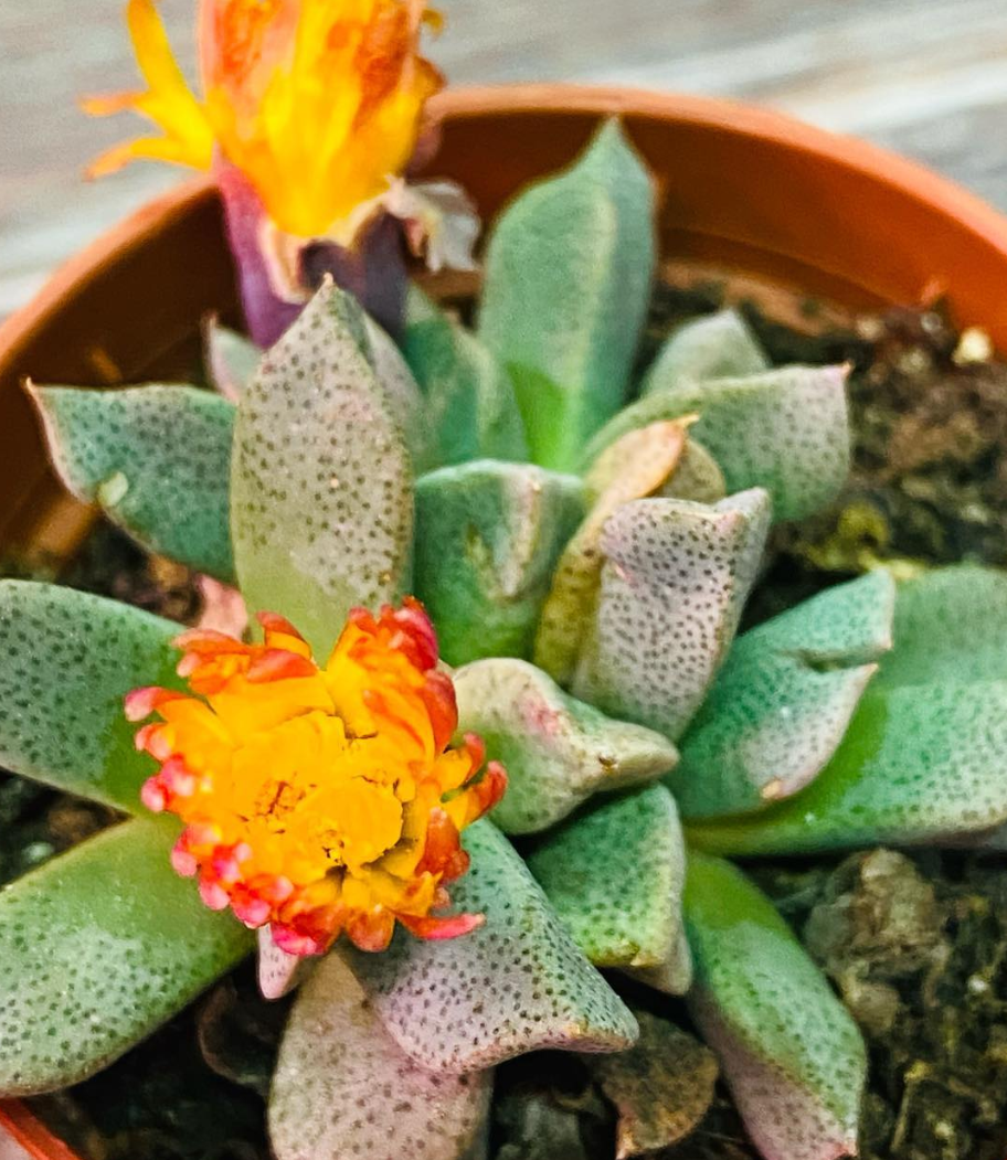 Aloinopsis orpenii 10 Pieces Seeds