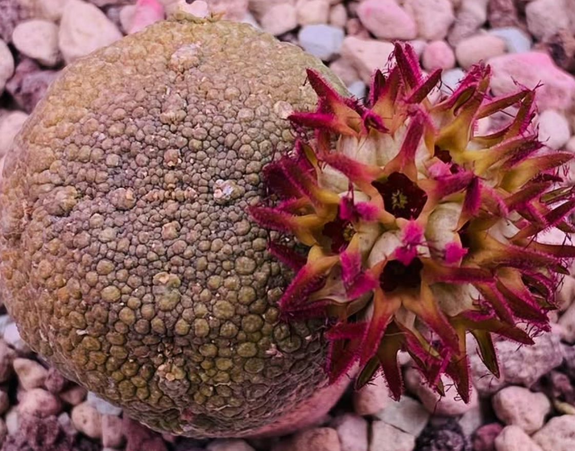 Pseudolithos eylensis 10 Pieces Seeds