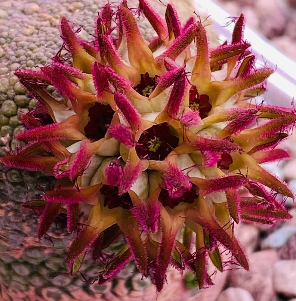 Pseudolithos eylensis 10 Pieces Seeds