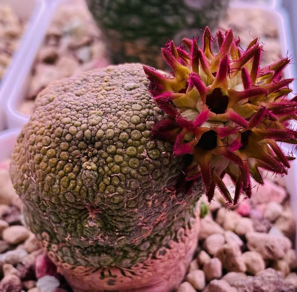 Pseudolithos eylensis 10 Pieces Seeds