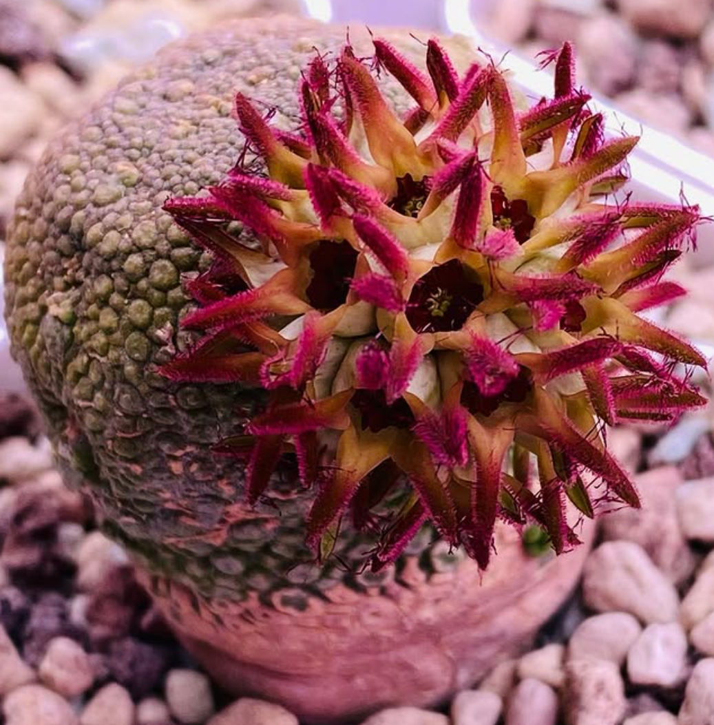 Pseudolithos eylensis 10 Pieces Seeds