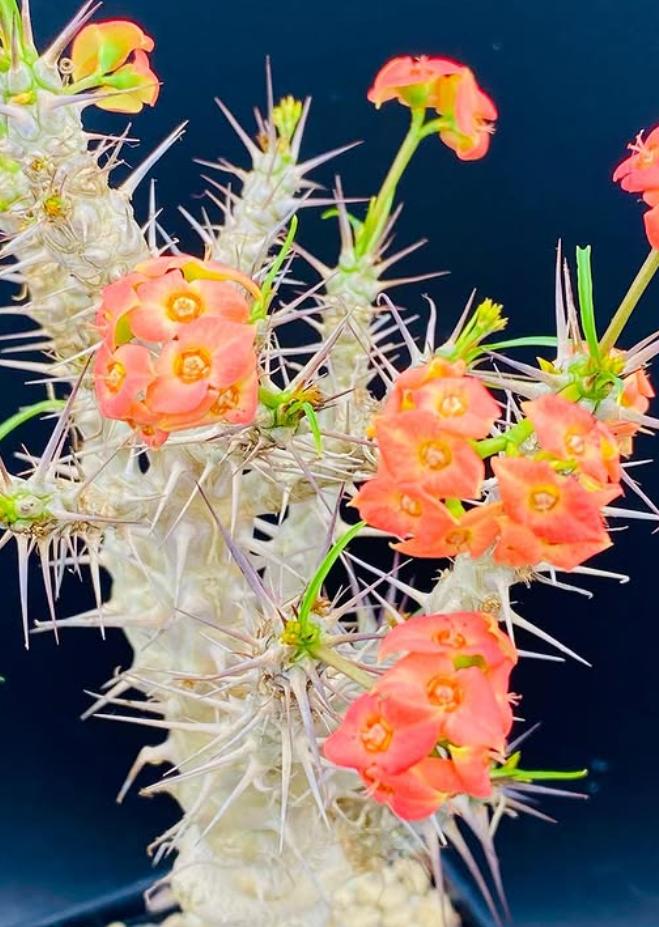 Euphorbia gottlebei 7 Pieces Seeds