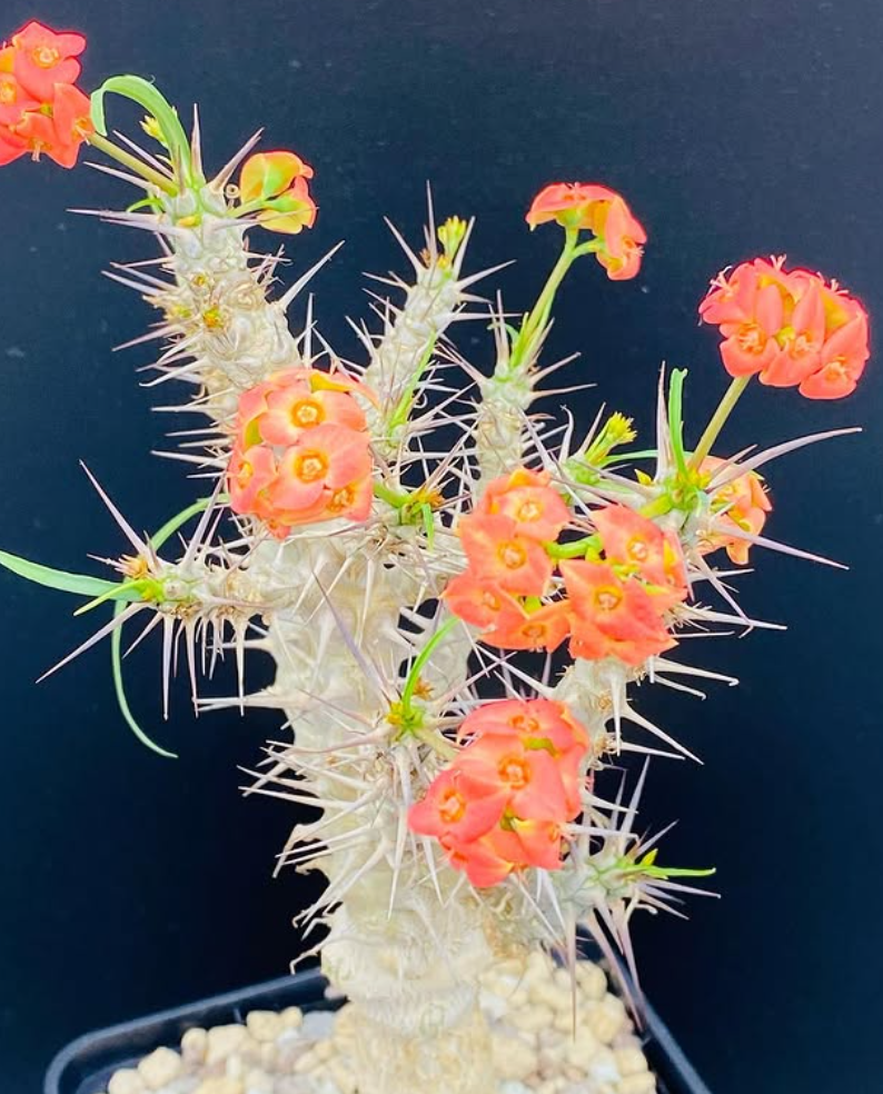 Euphorbia gottlebei 7 Pieces Seeds