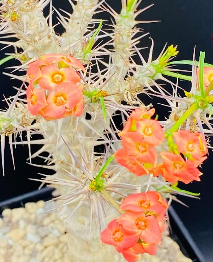 Euphorbia gottlebei 7 Pieces Seeds
