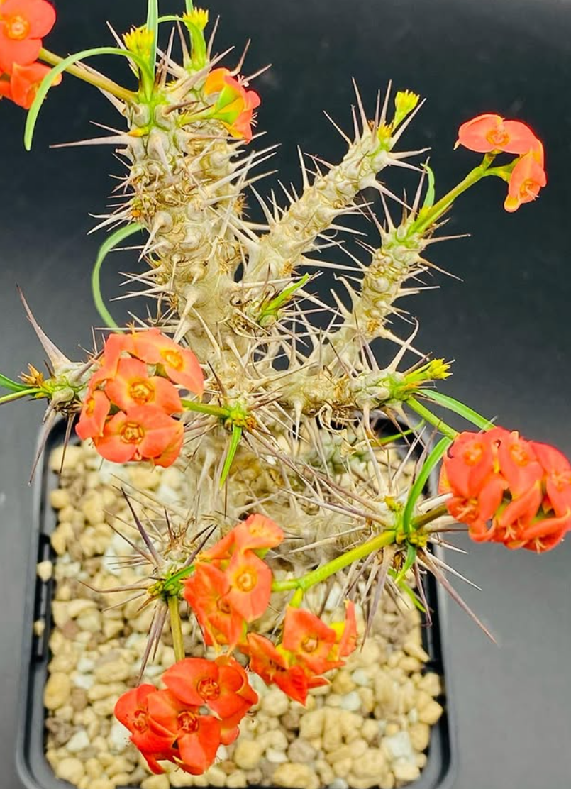 Euphorbia gottlebei 7 Pieces Seeds