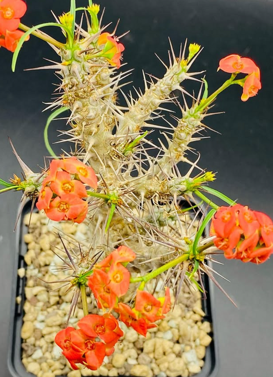 Euphorbia gottlebei 7 Pieces Seeds