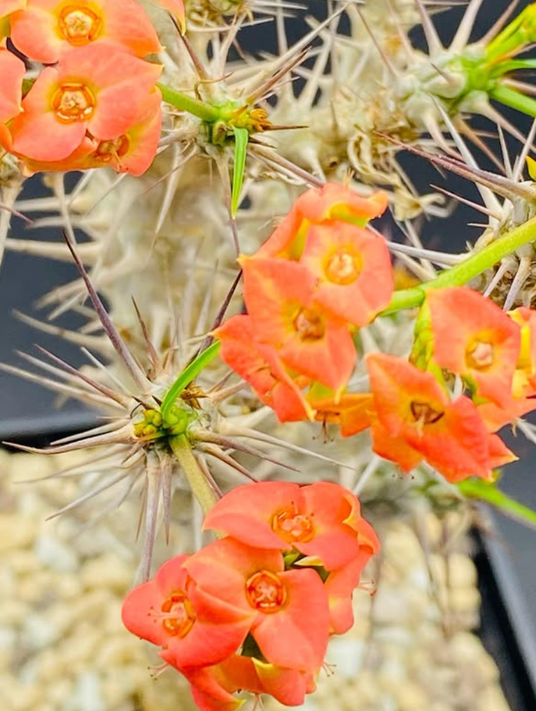 Euphorbia gottlebei 7 Pieces Seeds