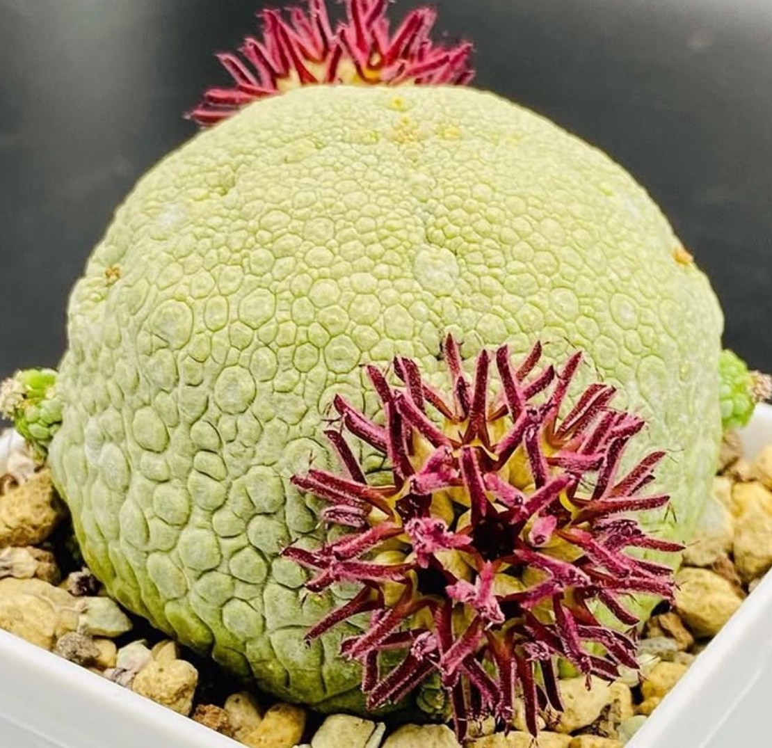 Pseudolithos sphaericus 5 Pieces Seeds