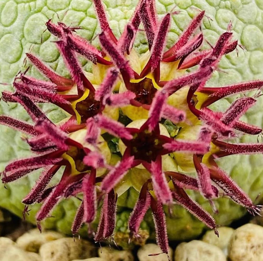 Pseudolithos sphaericus 5 Pieces Seeds