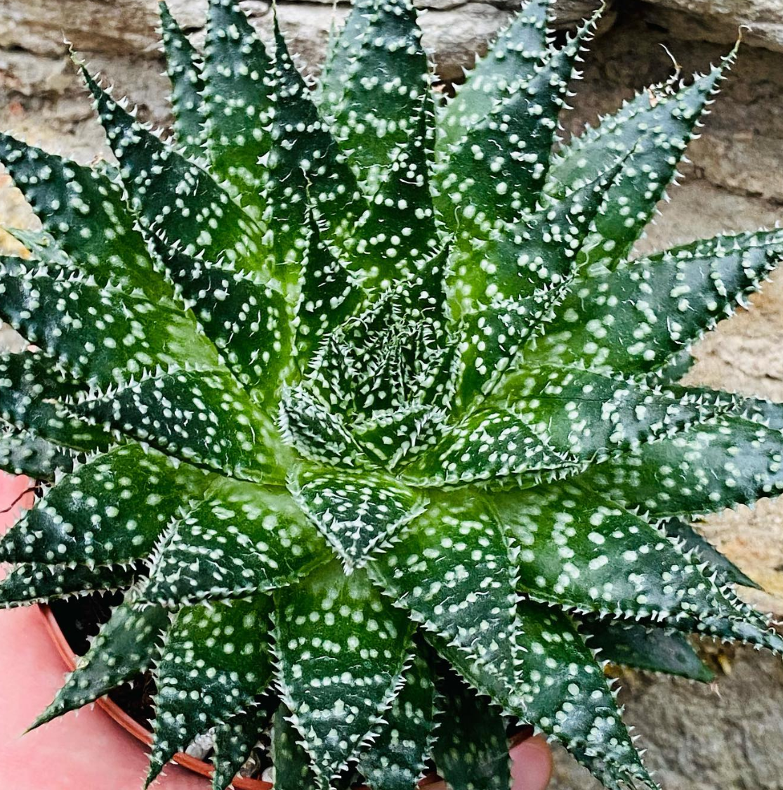 Aloe aristata 20 Pieces Seeds