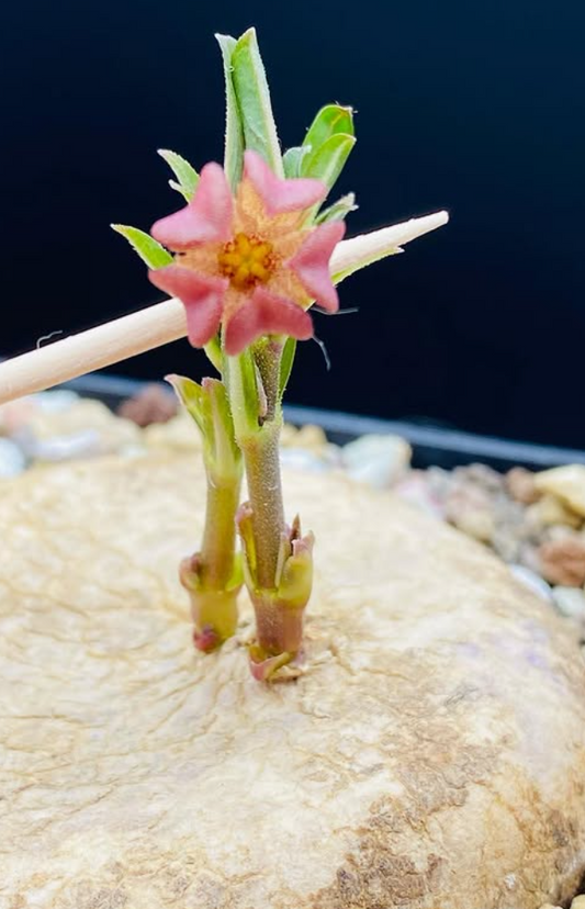 Brachystelma plocamoides 6 Pieces Seeds