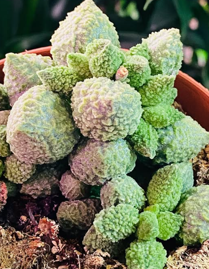 Adromischus marianae f. herrei cv. Lima Drops 10 Pieces Seeds