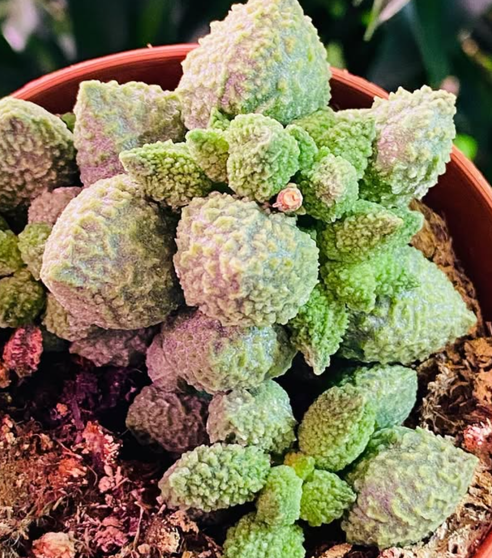 Adromischus marianae f. herrei cv. Lima Drops 10 Pieces Seeds