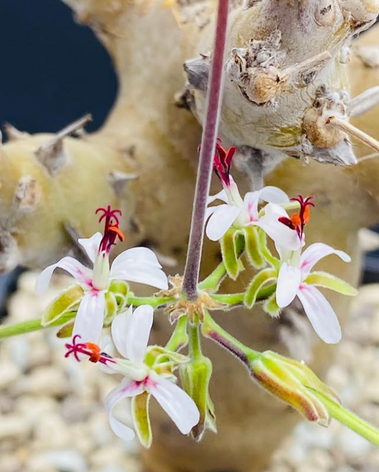 Pelargonium crithmifolium 3 Pieces Seeds