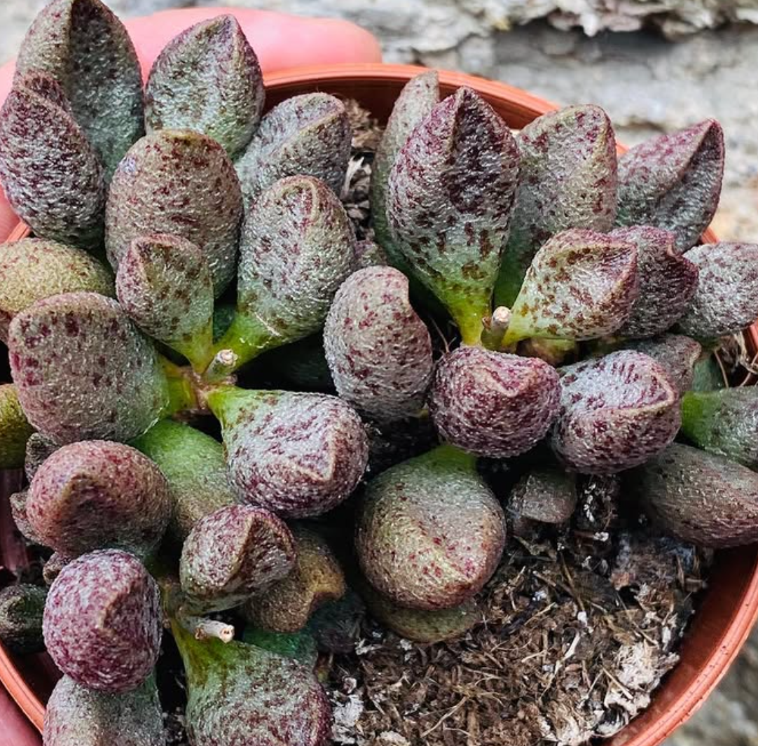 Adromischus marianiae "Silver fountain" 10 Pieces Seeds