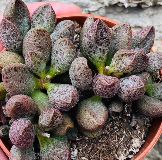 Adromischus marianiae "Silver fountain" 10 Pieces Seeds