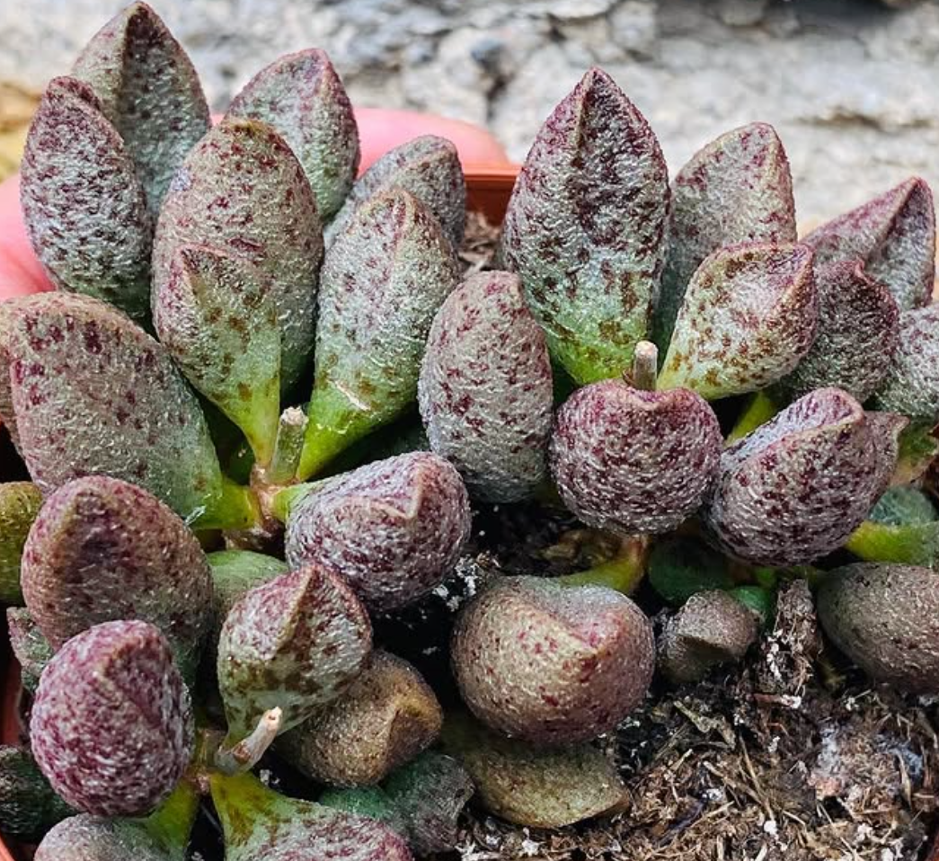 Adromischus marianiae "Silver fountain" 10 Pieces Seeds