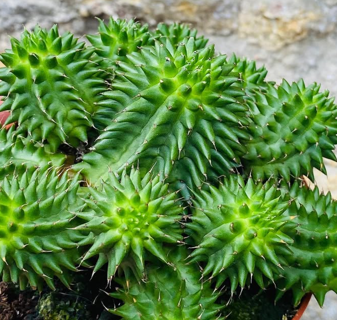 Euphorbia Susannae 5 Pieces Seeds