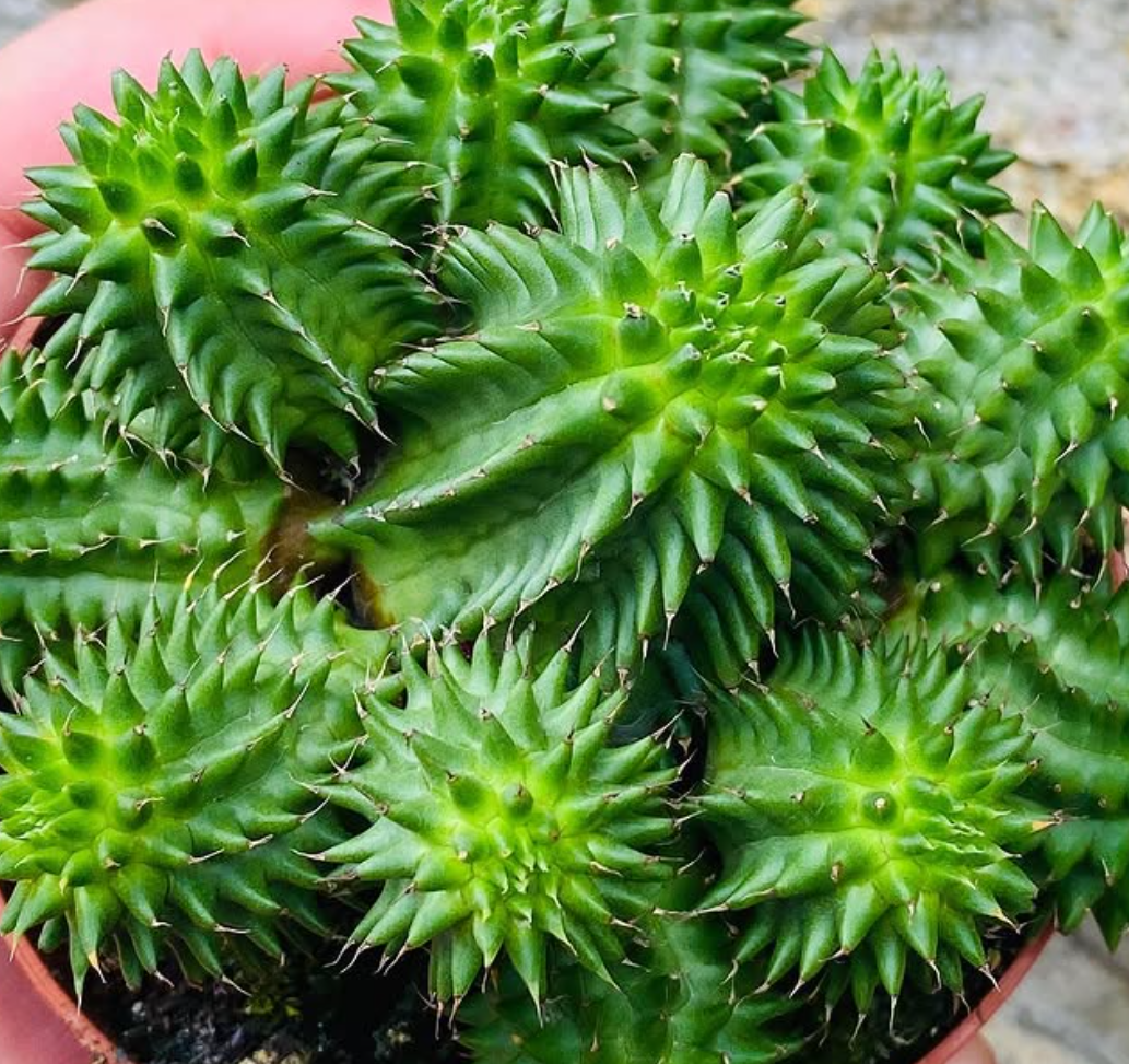 Euphorbia Susannae 5 Pieces Seeds