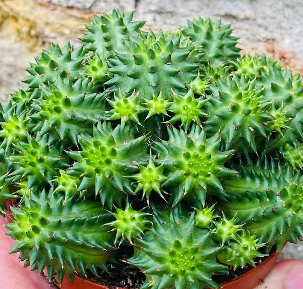 Euphorbia Susannae 5 Pieces Seeds