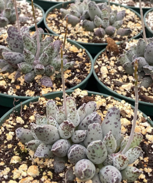 Adromischus cooperi 'Festivus White' 10 Pieces Seeds