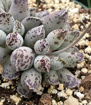 Adromischus cooperi 'Festivus White' 10 Pieces Seeds