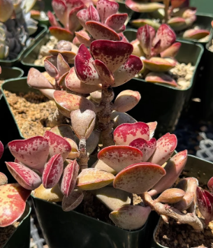 Adrosmichus Calico Hearts 10 Pieces Seeds