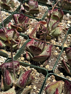 Adrosmichus Calico Hearts 10 Pieces Seeds