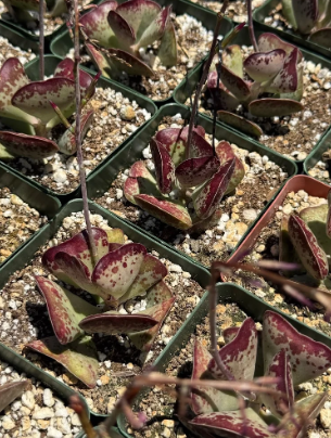 Adrosmichus Calico Hearts 10 Pieces Seeds