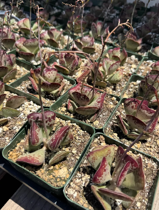 Adrosmichus Calico Hearts 10 Pieces Seeds