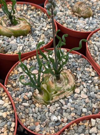 Albuca bruce-bayeri 5 Pieces Seeds