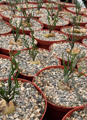 Albuca bruce-bayeri 5 Pieces Seeds