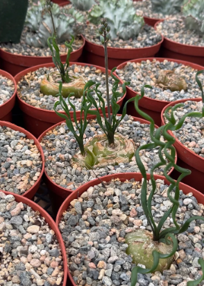 Albuca bruce-bayeri 5 Pieces Seeds