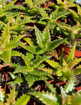 Aloe Congolensis 15 Pieces Seeds