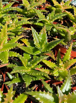 Aloe Congolensis 15 Pieces Seeds