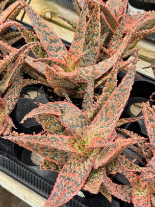 Aloe crimson dragon 15 Pieces Seeds
