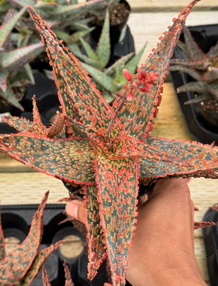 Aloe crimson dragon 15 Pieces Seeds