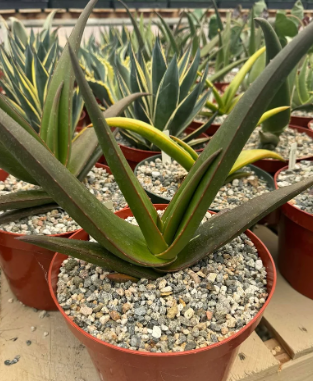 Aloe fleurentiniorum 15 Pieces Seeds