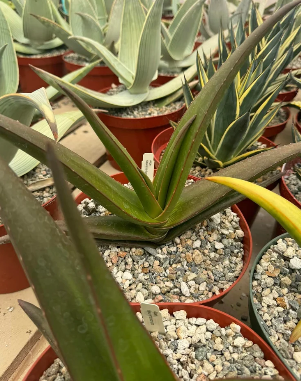 Aloe fleurentiniorum 15 Pieces Seeds