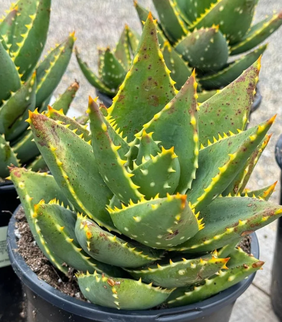 Aloe distans 15 Pieces Seeds