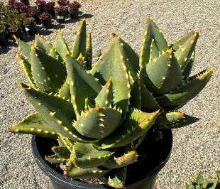 Aloe distans 15 Pieces Seeds
