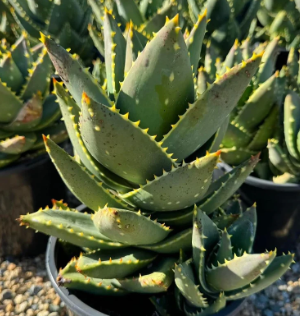 Aloe distans 15 Pieces Seeds