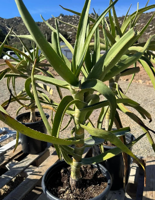 Aloe tongaensis 15 Pieces Seeds